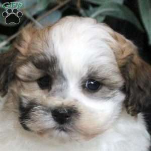 Rosco, Teddy Bear Puppy