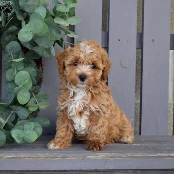 Roscoe, Maltipoo Puppy