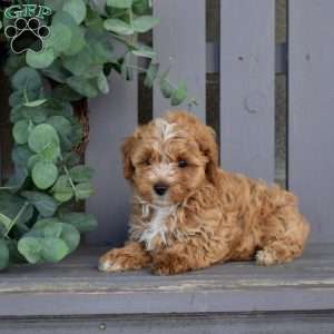 Roscoe, Maltipoo Puppy