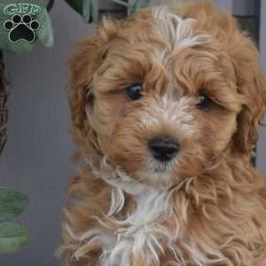 Roscoe, Maltipoo Puppy