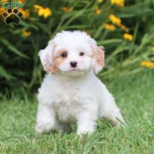 Rose, Cavapoo Puppy