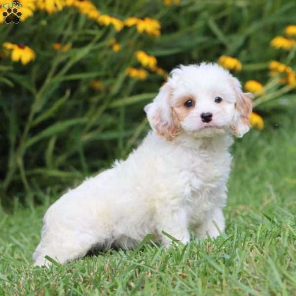 Rose, Cavapoo Puppy