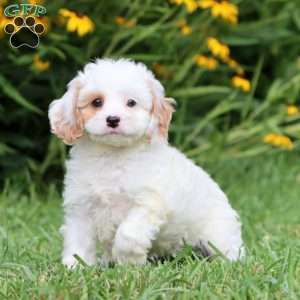 Rose, Cavapoo Puppy