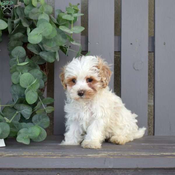 Rosie, Maltipoo Puppy