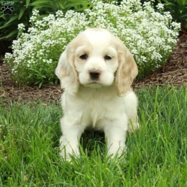 Rosie, Cocker Spaniel Puppy