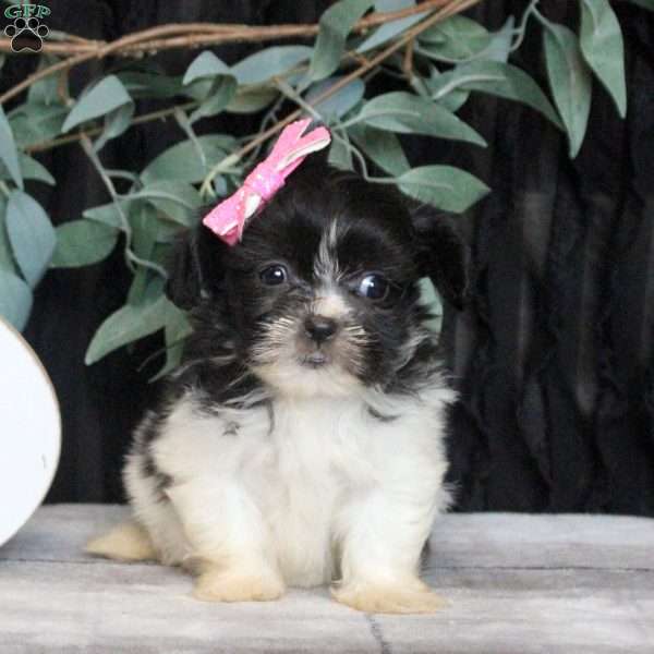 Rosie, Teddy Bear Puppy