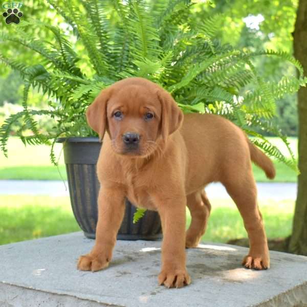 Rosie, Fox Red Labrador Retriever Puppy