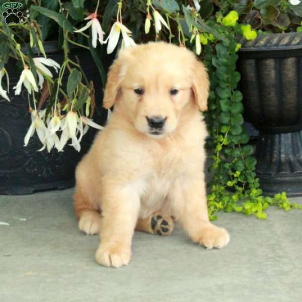Rosie, Golden Retriever Puppy