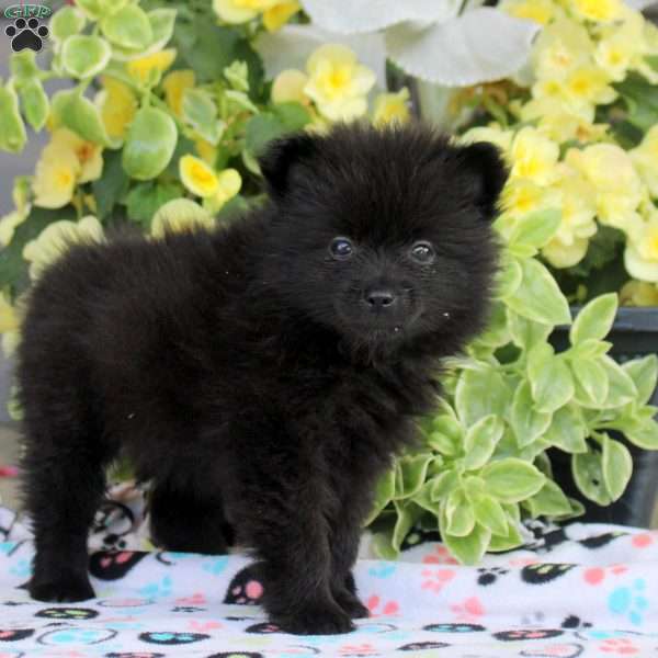 Rosie, Pomeranian Puppy