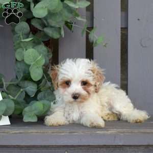 Rosie, Maltipoo Puppy