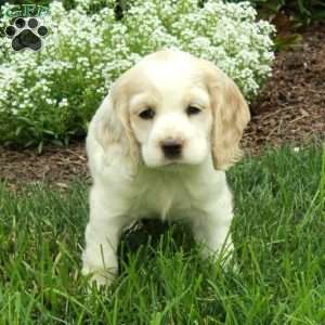 Rosie, Cocker Spaniel Puppy