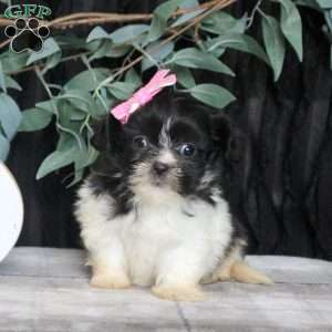 Rosie, Teddy Bear Puppy