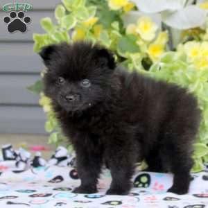 Rosie, Pomeranian Puppy