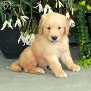 Rosie, Golden Retriever Puppy