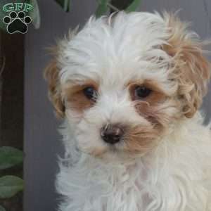 Rosie, Maltipoo Puppy