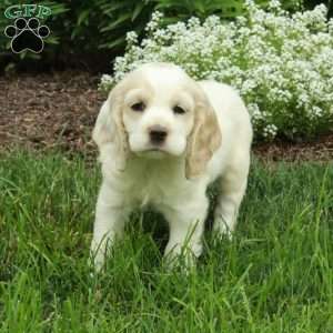 Rosie, Cocker Spaniel Puppy