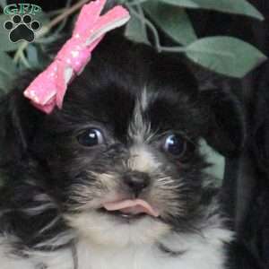 Rosie, Teddy Bear Puppy