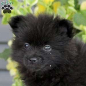 Rosie, Pomeranian Puppy