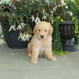Rosie, Golden Retriever Puppy