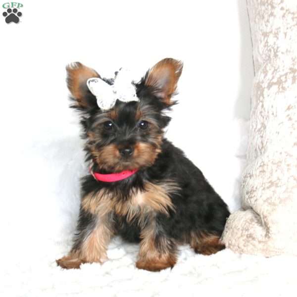 Rosie, Yorkie Puppy