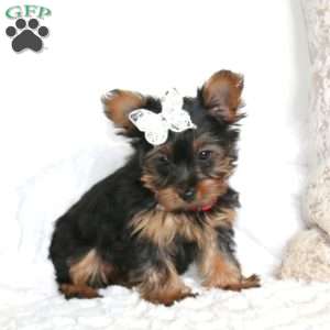 Rosie, Yorkie Puppy