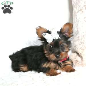 Rosie, Yorkie Puppy