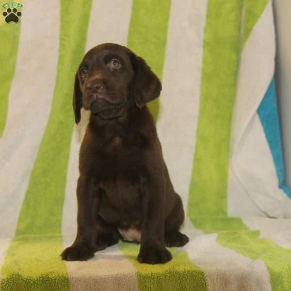 Rosie, Chocolate Labrador Retriever Puppy