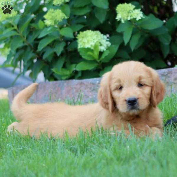 Ross, Goldendoodle Puppy