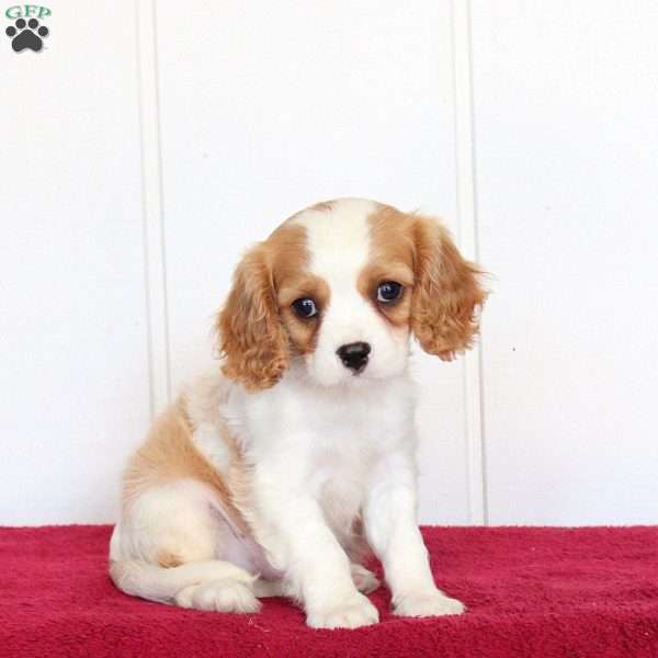 Rover, Cavalier King Charles Spaniel Puppy
