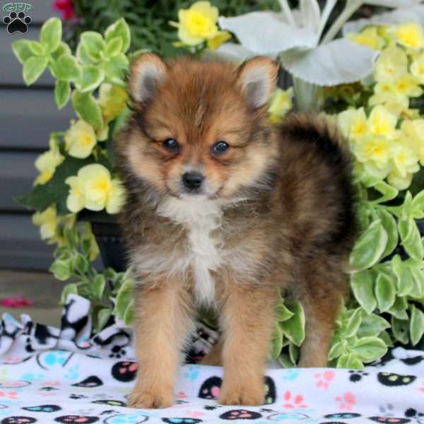 Rover, Pomeranian Puppy
