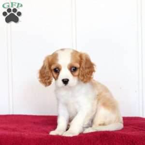 Rover, Cavalier King Charles Spaniel Puppy