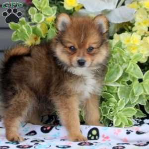 Rover, Pomeranian Puppy