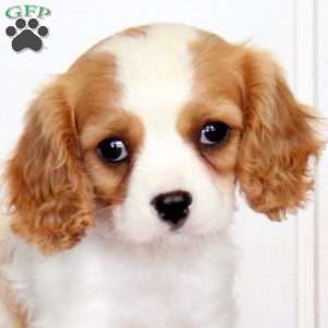 Rover, Cavalier King Charles Spaniel Puppy
