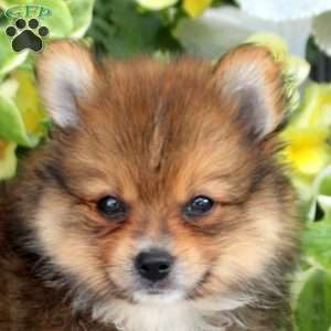 Rover, Pomeranian Puppy