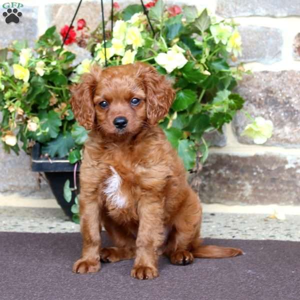 Rover, Cavapoo Puppy