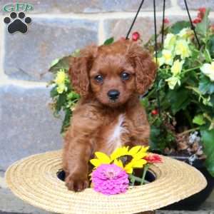 Rover, Cavapoo Puppy