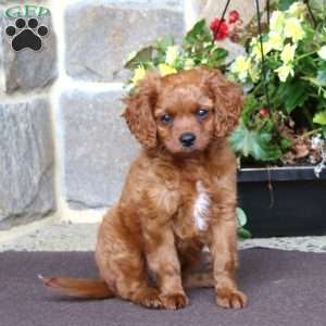 Rover, Cavapoo Puppy
