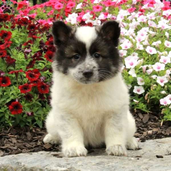 Roxanne, American Eskimo Mix Puppy
