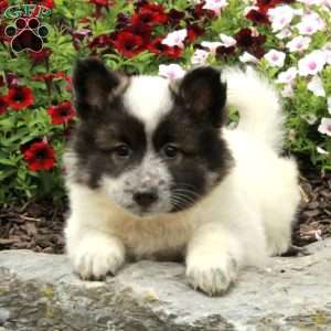 Roxanne, American Eskimo Mix Puppy