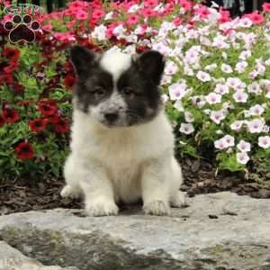 Roxanne, American Eskimo Mix Puppy