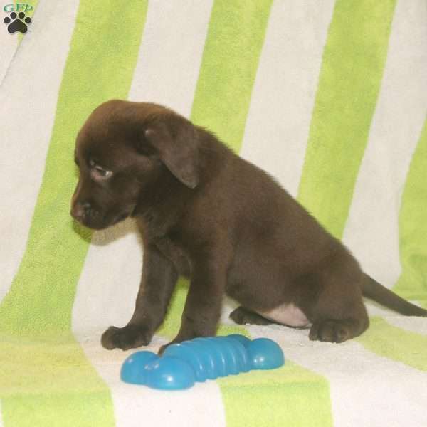 Roxie, Chocolate Labrador Retriever Puppy