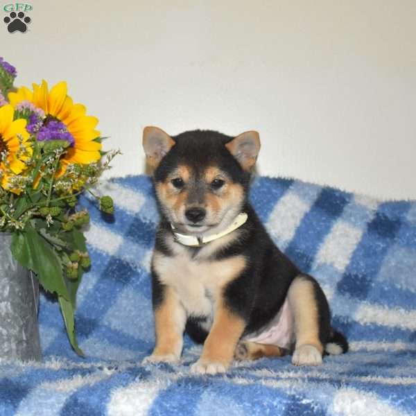 Roxy, Shiba Inu Puppy