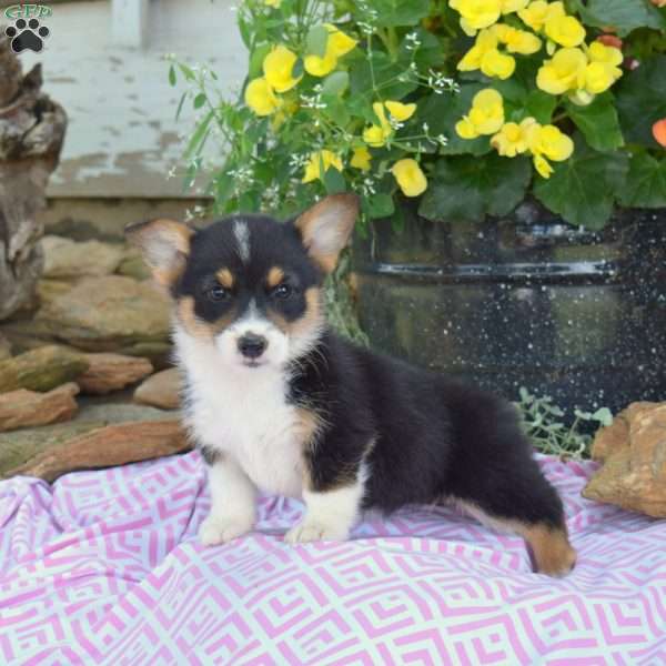 Roxy, Pembroke Welsh Corgi Puppy