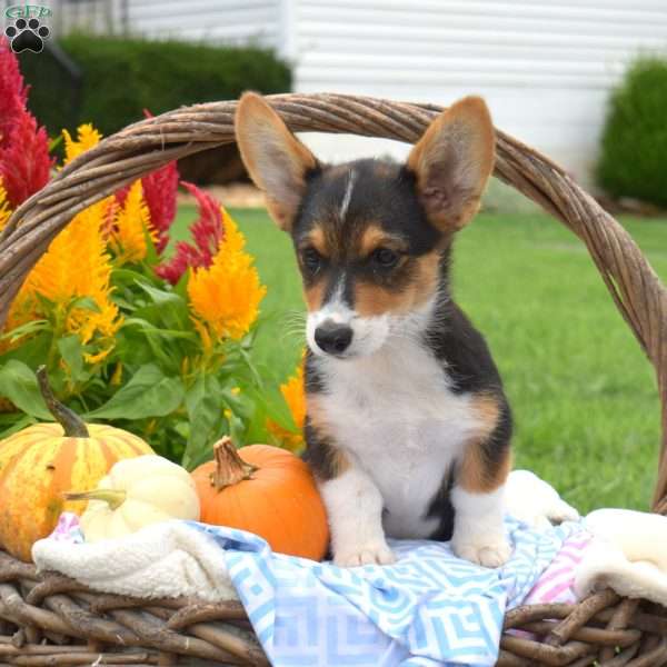Roxy, Pembroke Welsh Corgi Puppy