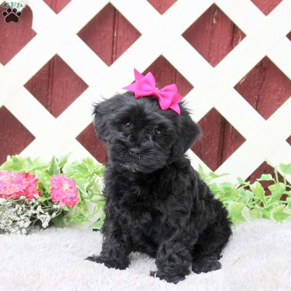 Roxy, Yorkie Poo Puppy