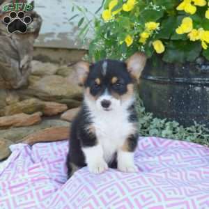 Roxy, Pembroke Welsh Corgi Puppy