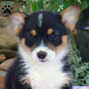 Roxy, Pembroke Welsh Corgi Puppy