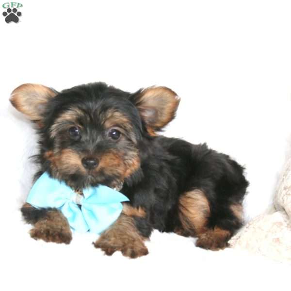 Royal, Yorkie Puppy