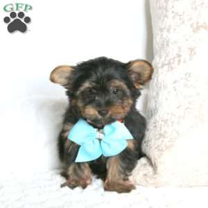 Royal, Yorkie Puppy