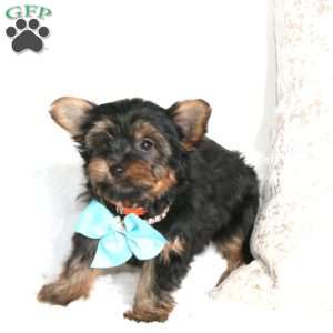 Royal, Yorkie Puppy